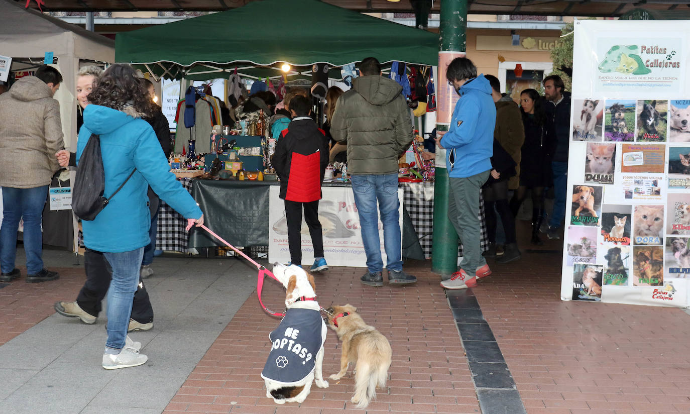 La primera edición de Animalid ha congregado este domingo en Plaza de España de Valladolid a una veintena de asociaciones protectoras, que han dado a conocer la labor que realizan con los animales abandonados y han acercado a la ciudad su «propia realidad» sobre esta forma de maltrato.
