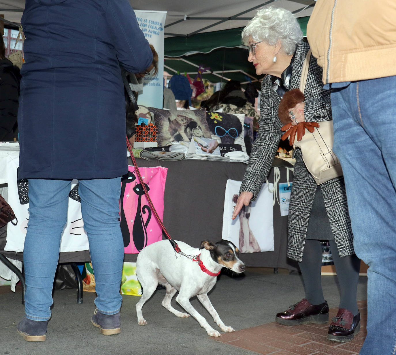 La primera edición de Animalid ha congregado este domingo en Plaza de España de Valladolid a una veintena de asociaciones protectoras, que han dado a conocer la labor que realizan con los animales abandonados y han acercado a la ciudad su «propia realidad» sobre esta forma de maltrato.