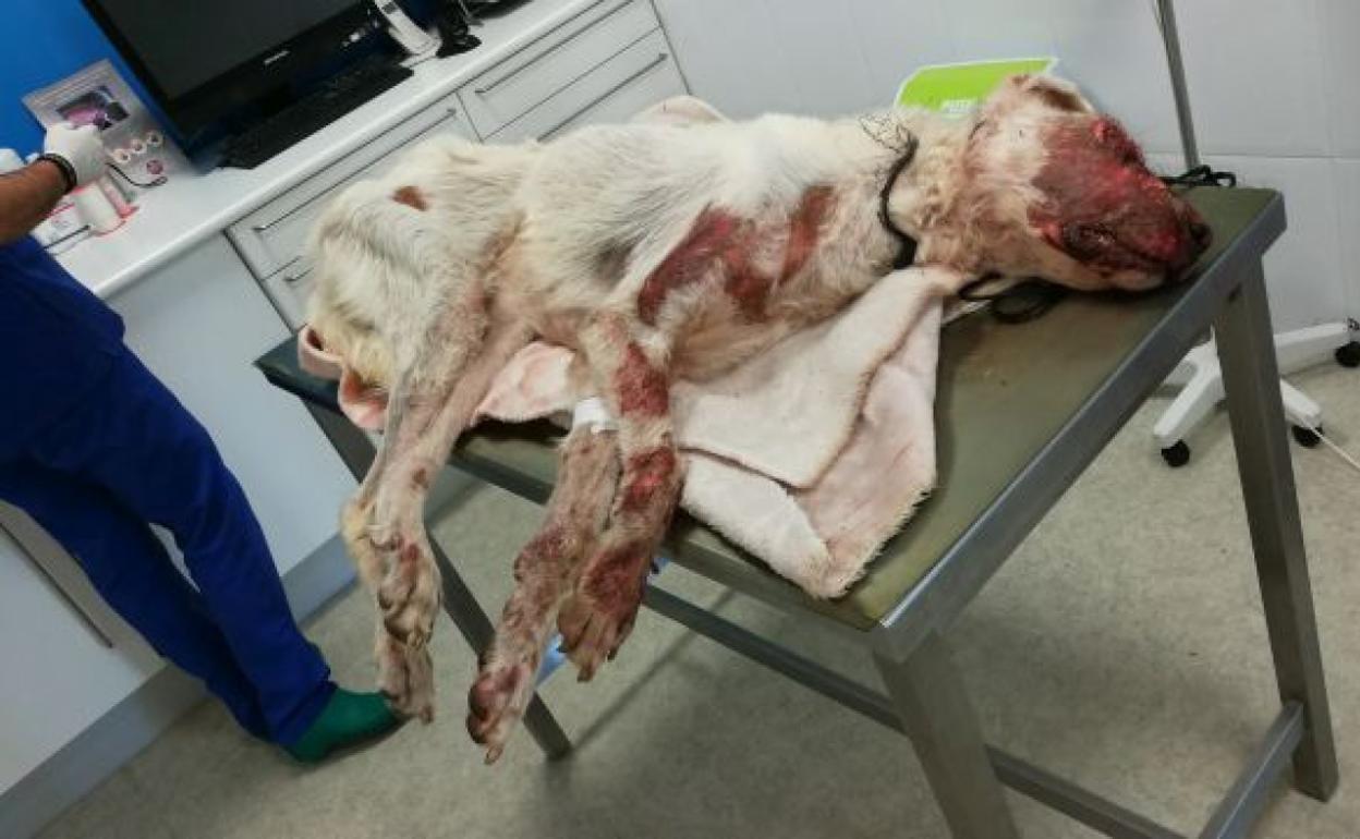 Estado en el que quedó la perra tras el caso de maltrato animal. 