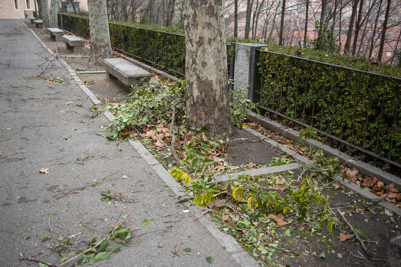 Efectos del vendaval en la ciudad. 