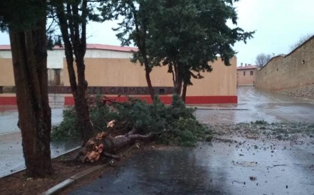 Imagen principal - Elementos derribados por el viento y la lluvia en Medina de Rioseco.