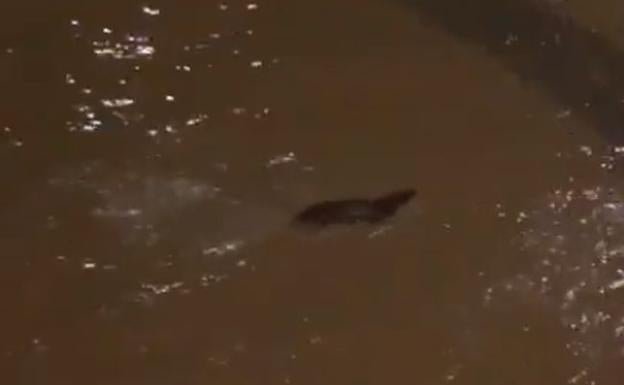 Una nutria intenta abandonar las aguas del Bernesga en el Puente de los Leones.