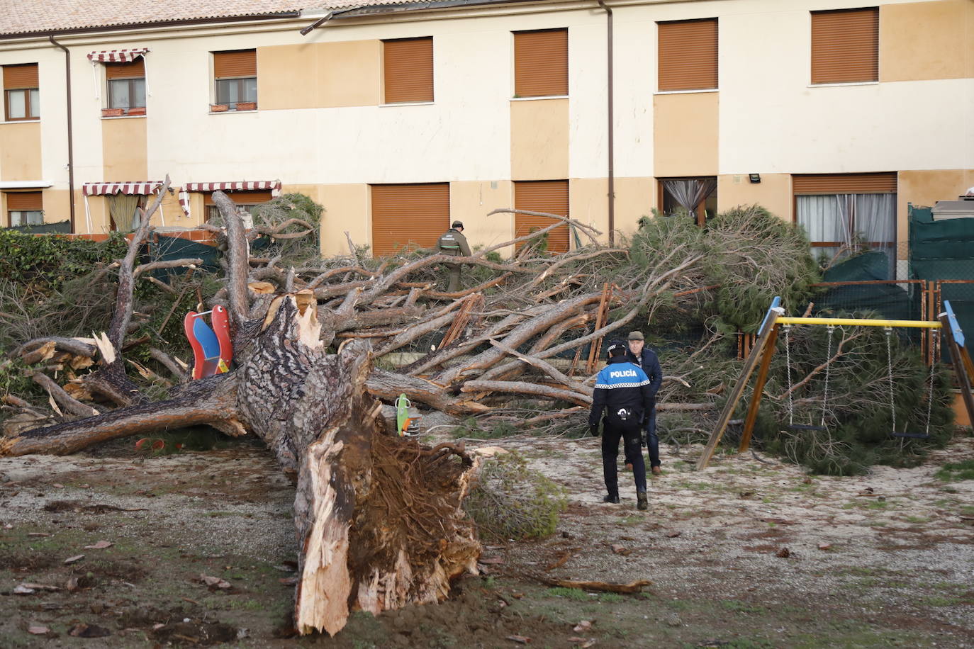 El pino Macareno, símbolo de Peñafiel 