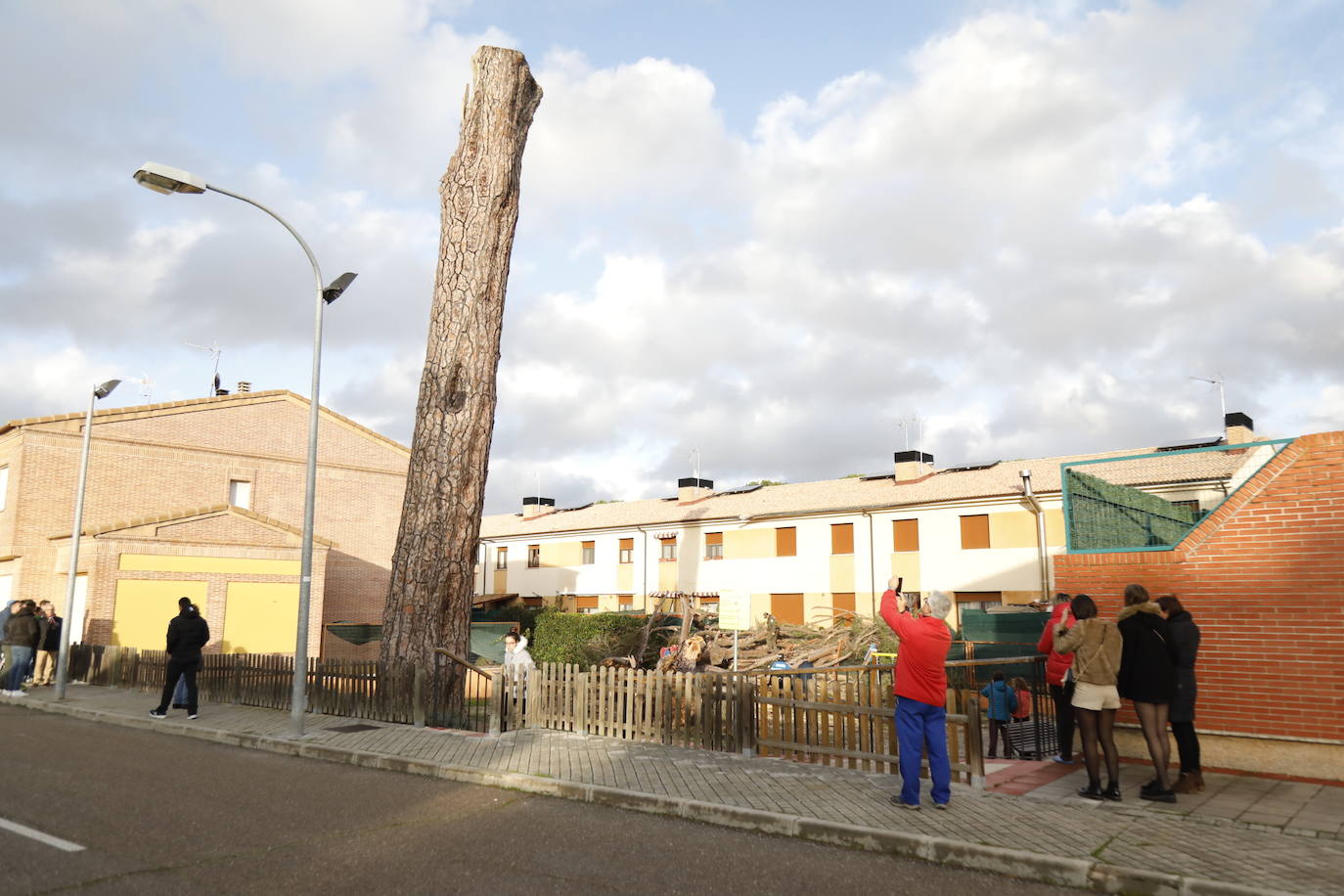 El pino Macareno, símbolo de Peñafiel 