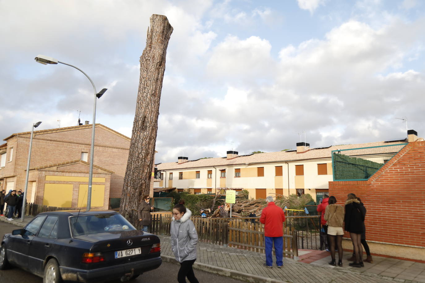 El pino Macareno, símbolo de Peñafiel 