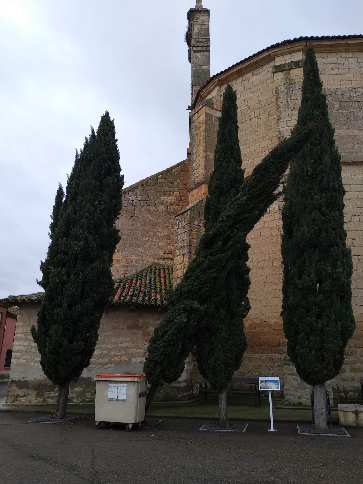 Árbol derribado en Gallegos de Hornija