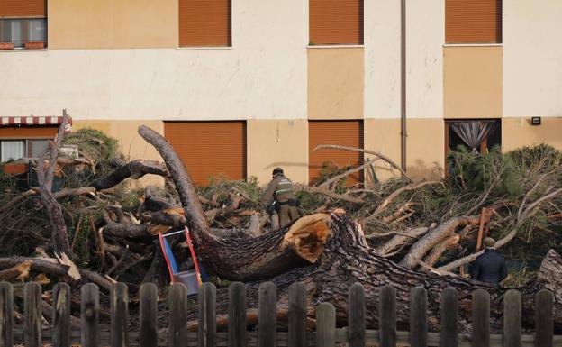 Imagen principal - Los vecinos del municipio se acercaron para ver el pino derribado. En la última imagen, así era el Macareno, símbolo de Peñafiel