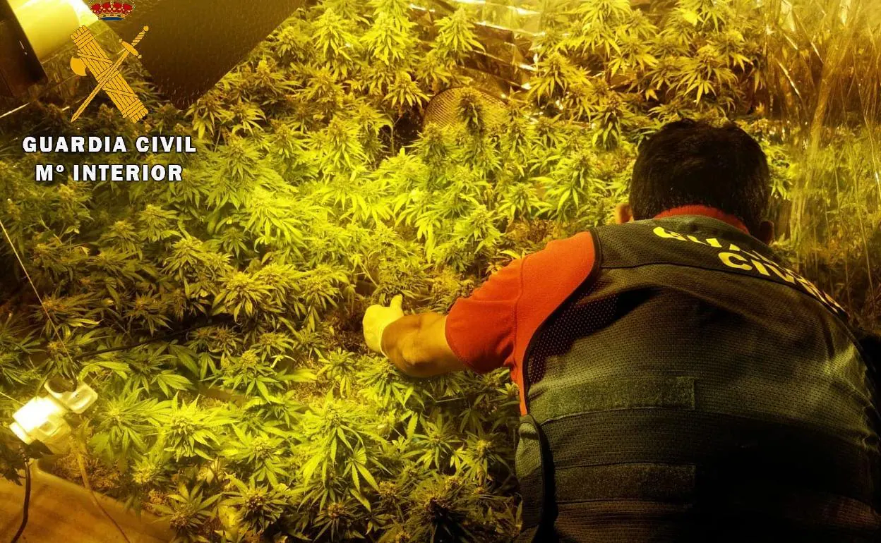 La rentabilidad de la marihuana 'indoor' provoca que históricos narcos de  la comunidad se pasen a este cultivo