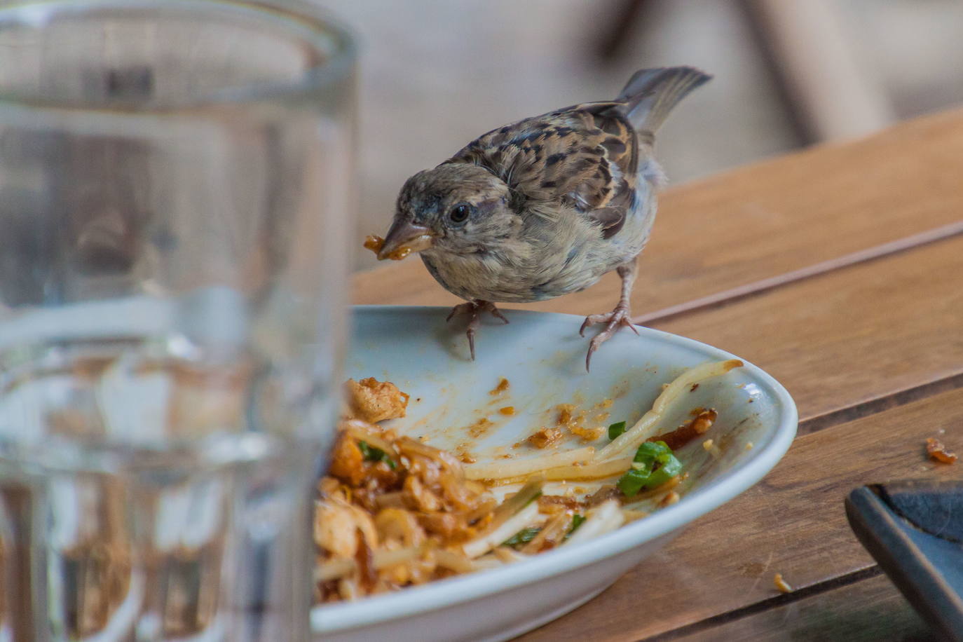 Un gorrión roba sobras abandonadas en un plato.