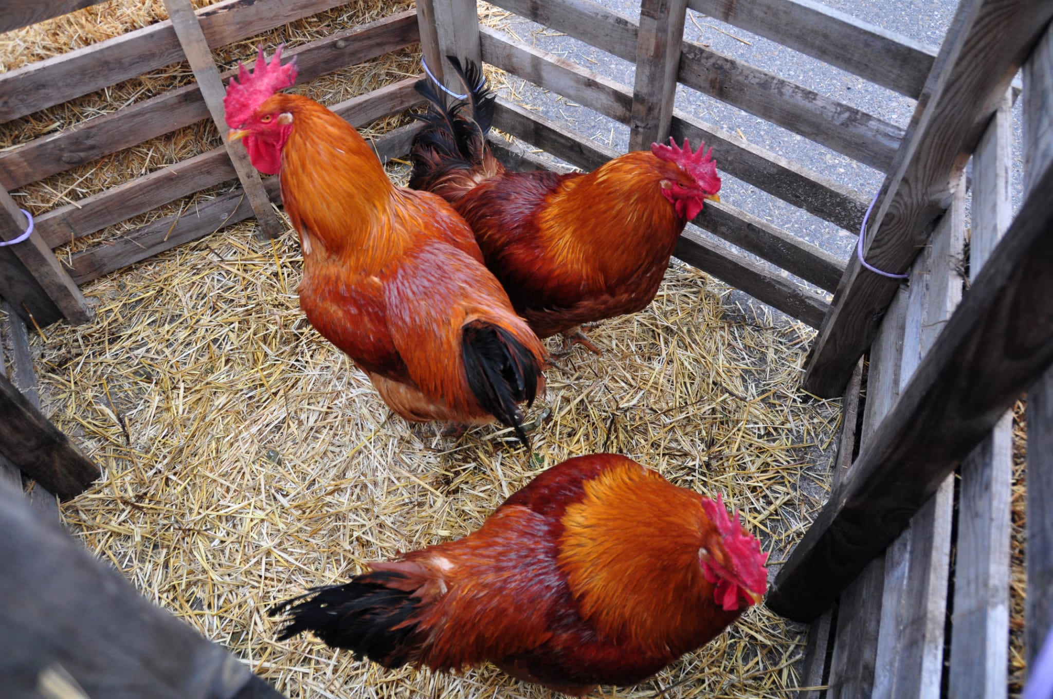 Fotos: Belén viviente de Robladillo.