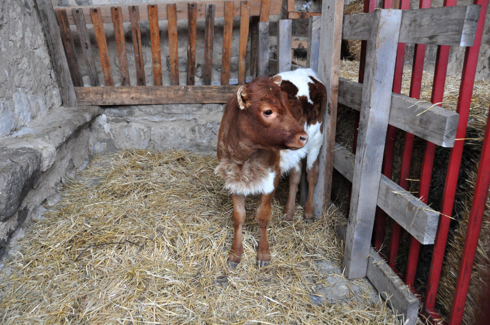 Fotos: Belén viviente de Robladillo.