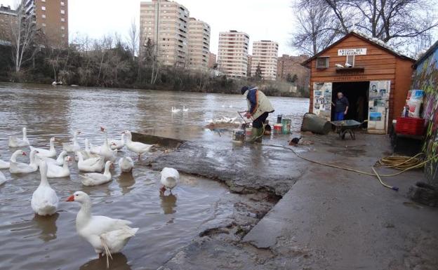 Los voluntarios de Los Amigos del Pisuerga limpiaron ayer el palomar bajo el puente de Poniente.