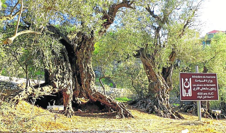 'Bchaaleh Millenial Olive Tree', en el Líbano, que quedó en segundo lugar. 