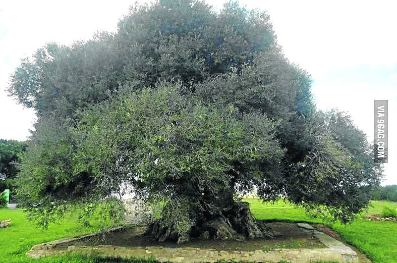 'The olive tree of Echraf', en Túnez, que quedó empatado con el segundo.