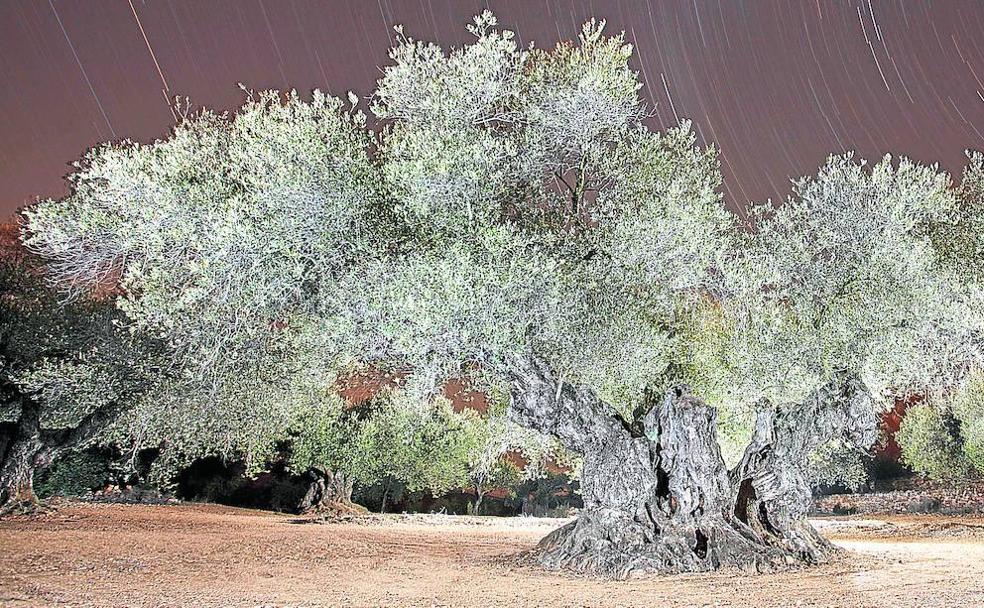 'El olivo de info', en Raiguera (Castellón).