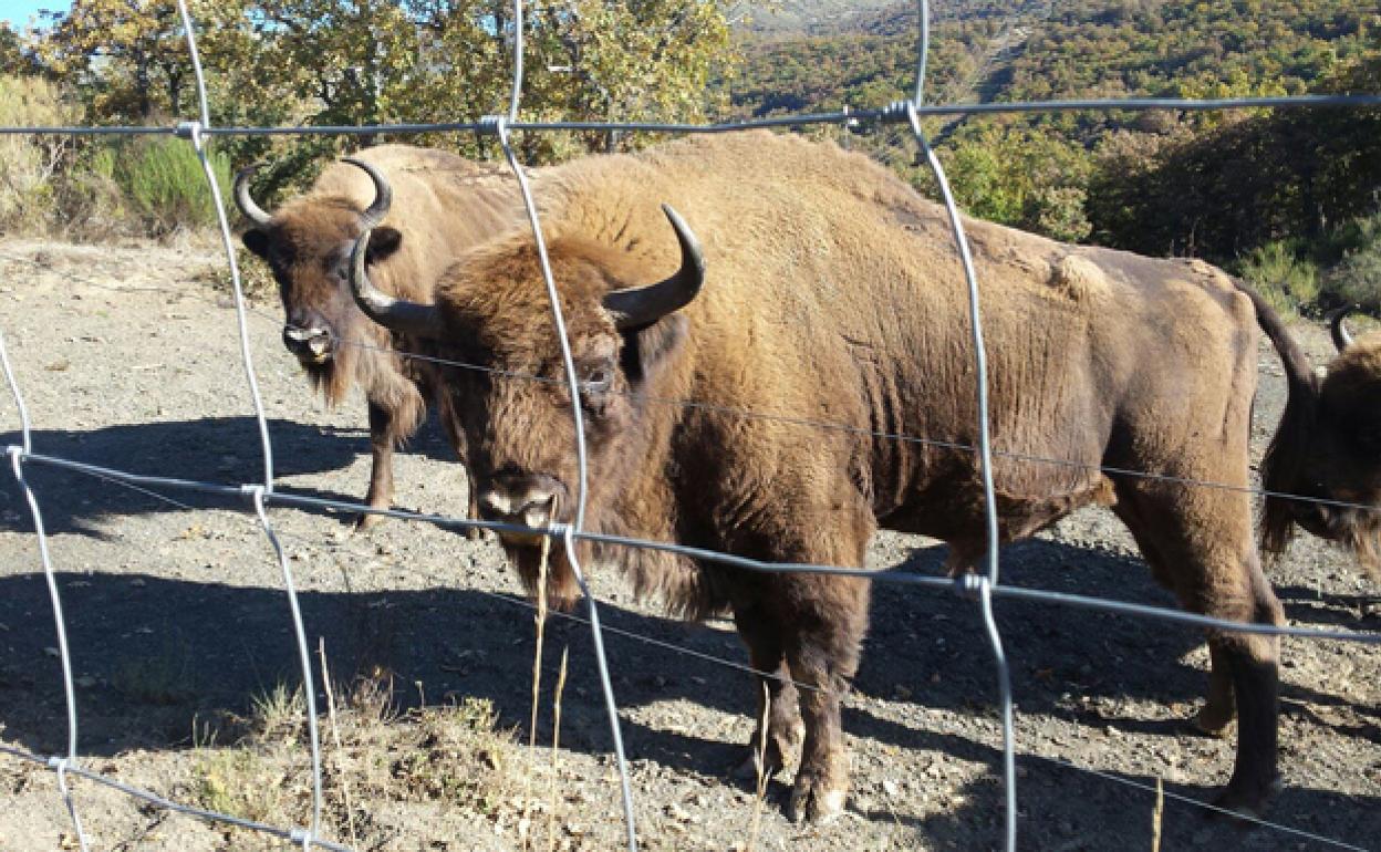 Ejemplares de la Reserva. 