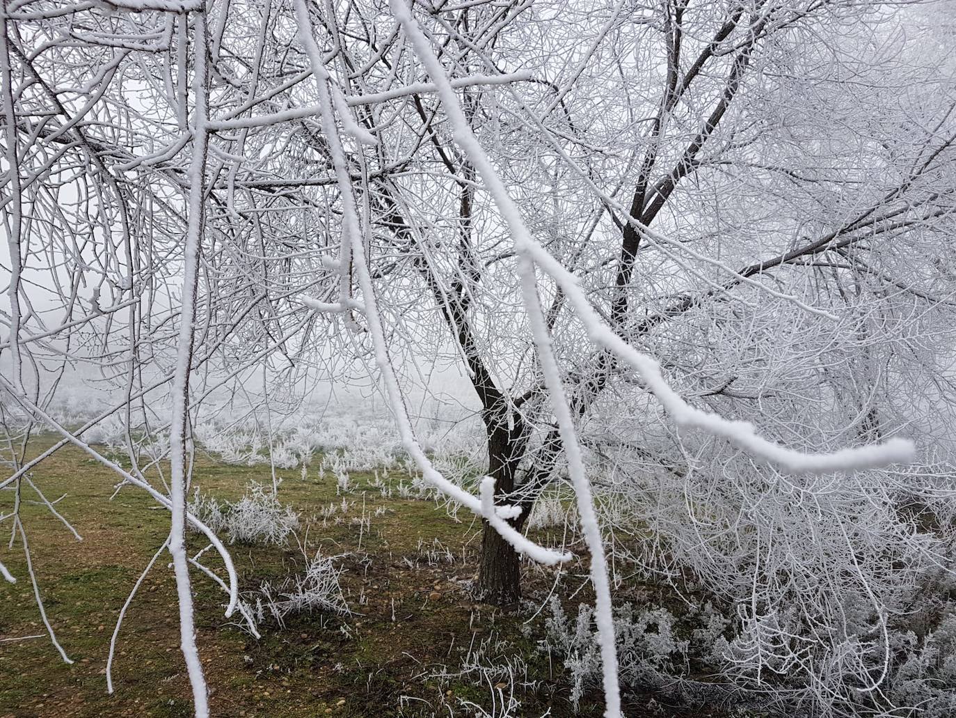 Valladolid amanece con nieba y hielo debido a las bajas temperaturas. 