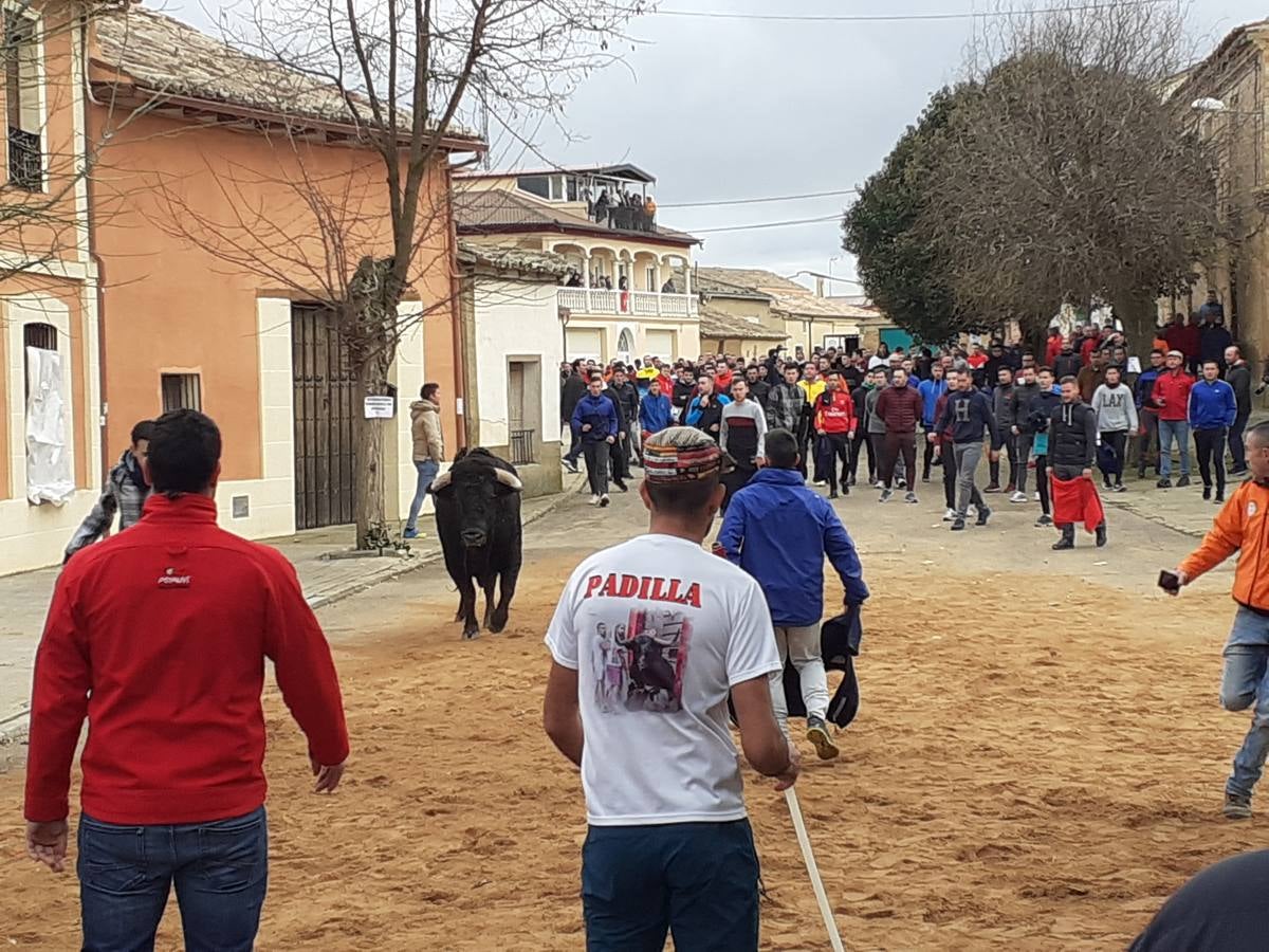 Fotos: Las imágenes del encierro de Villafrechós