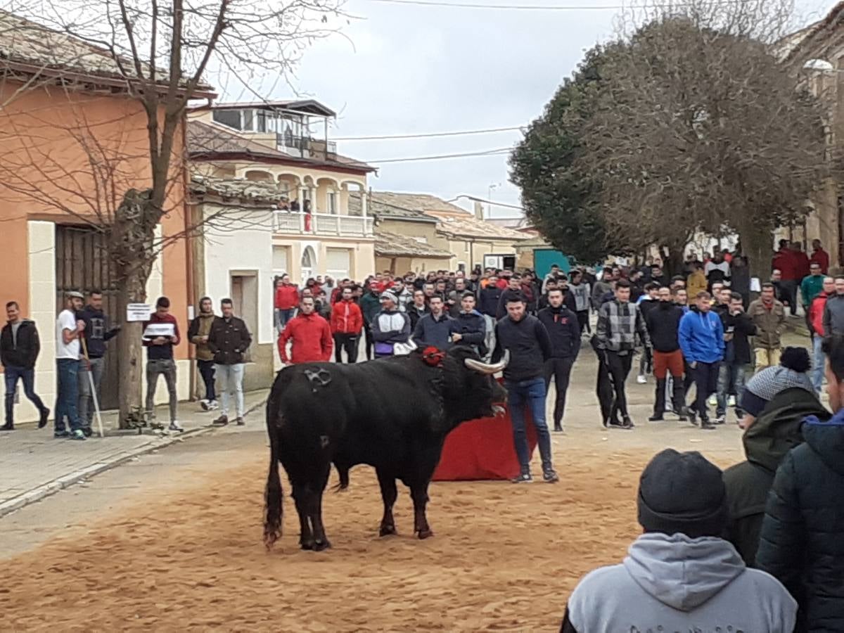 Fotos: Las imágenes del encierro de Villafrechós