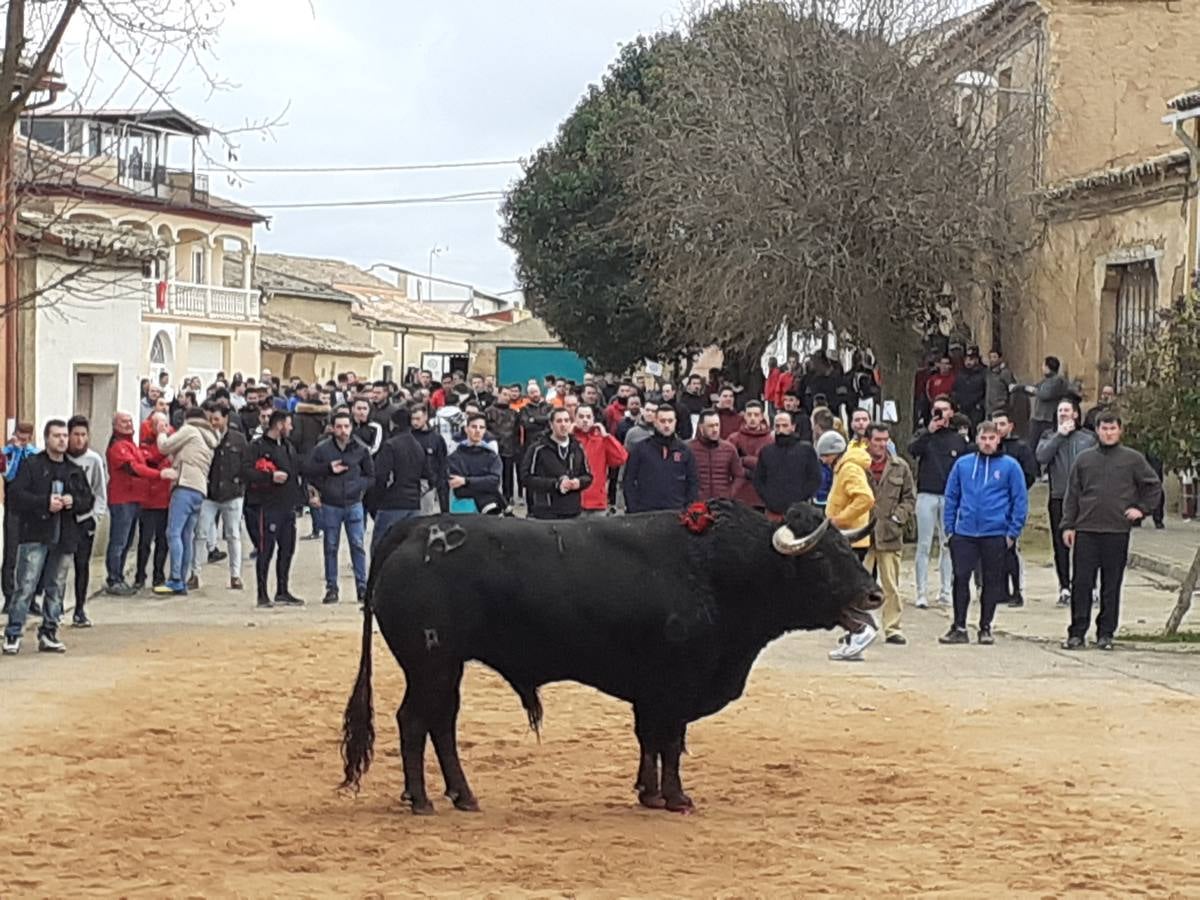 Fotos: Las imágenes del encierro de Villafrechós