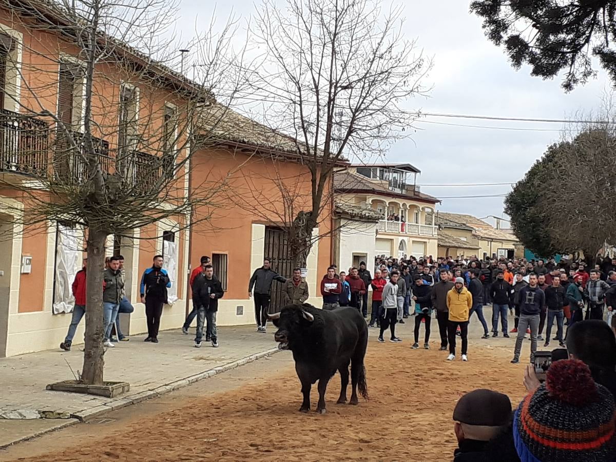 Fotos: Las imágenes del encierro de Villafrechós