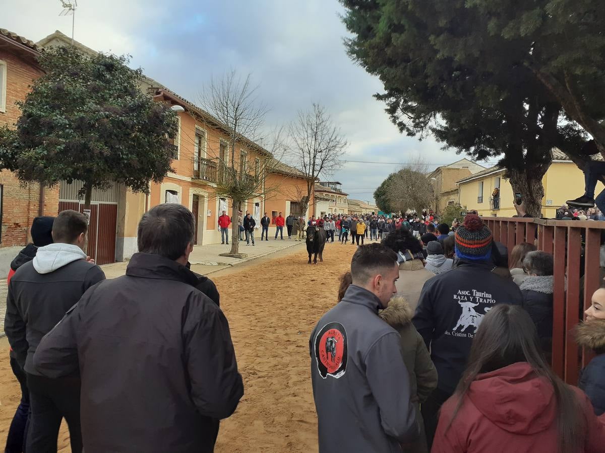 Fotos: Las imágenes del encierro de Villafrechós