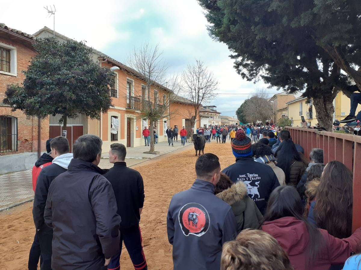 Fotos: Las imágenes del encierro de Villafrechós
