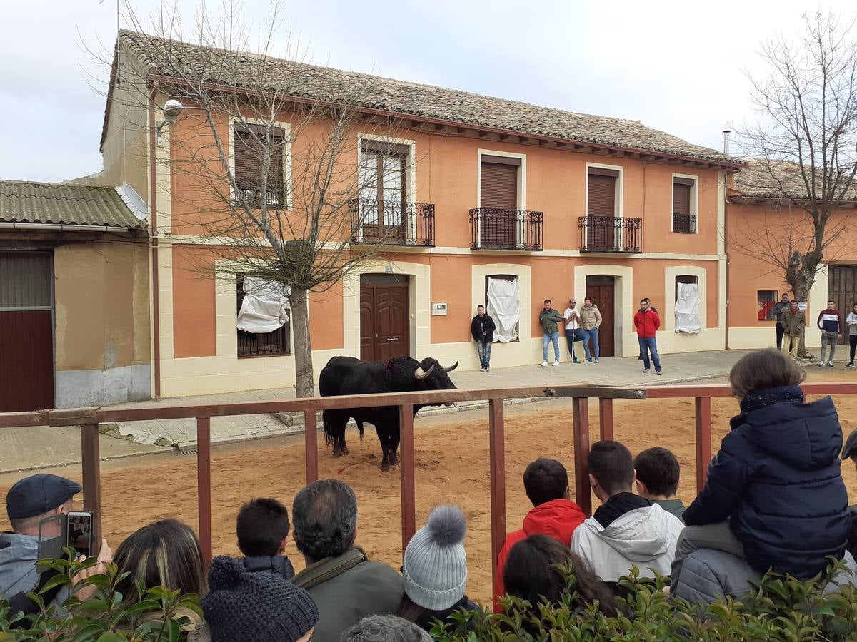 Fotos: Las imágenes del encierro de Villafrechós