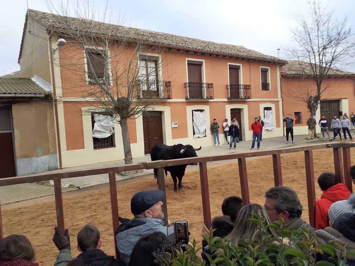 Fotos: Las imágenes del encierro de Villafrechós