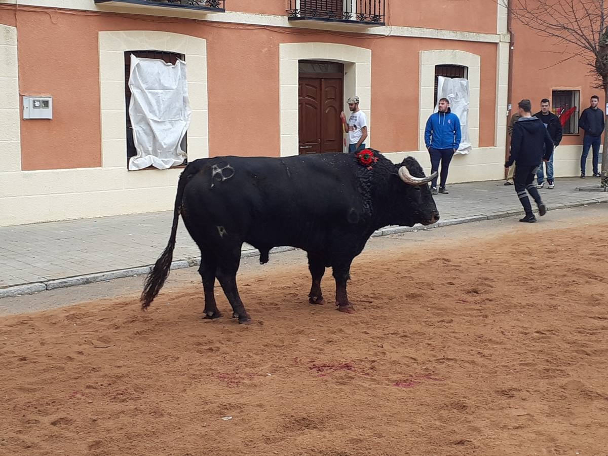 Fotos: Las imágenes del encierro de Villafrechós