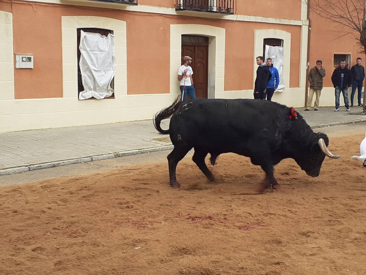 Fotos: Las imágenes del encierro de Villafrechós