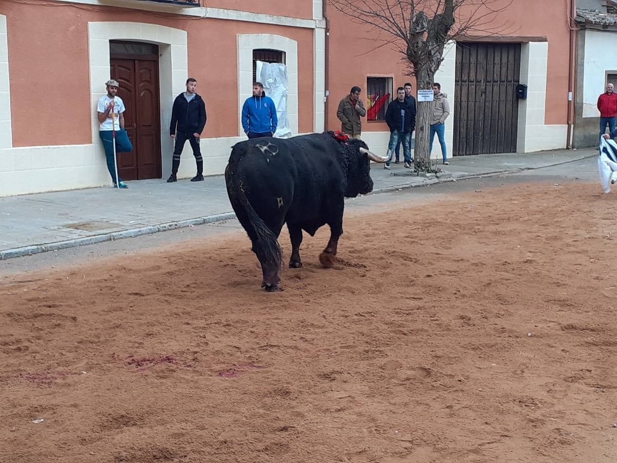 Fotos: Las imágenes del encierro de Villafrechós