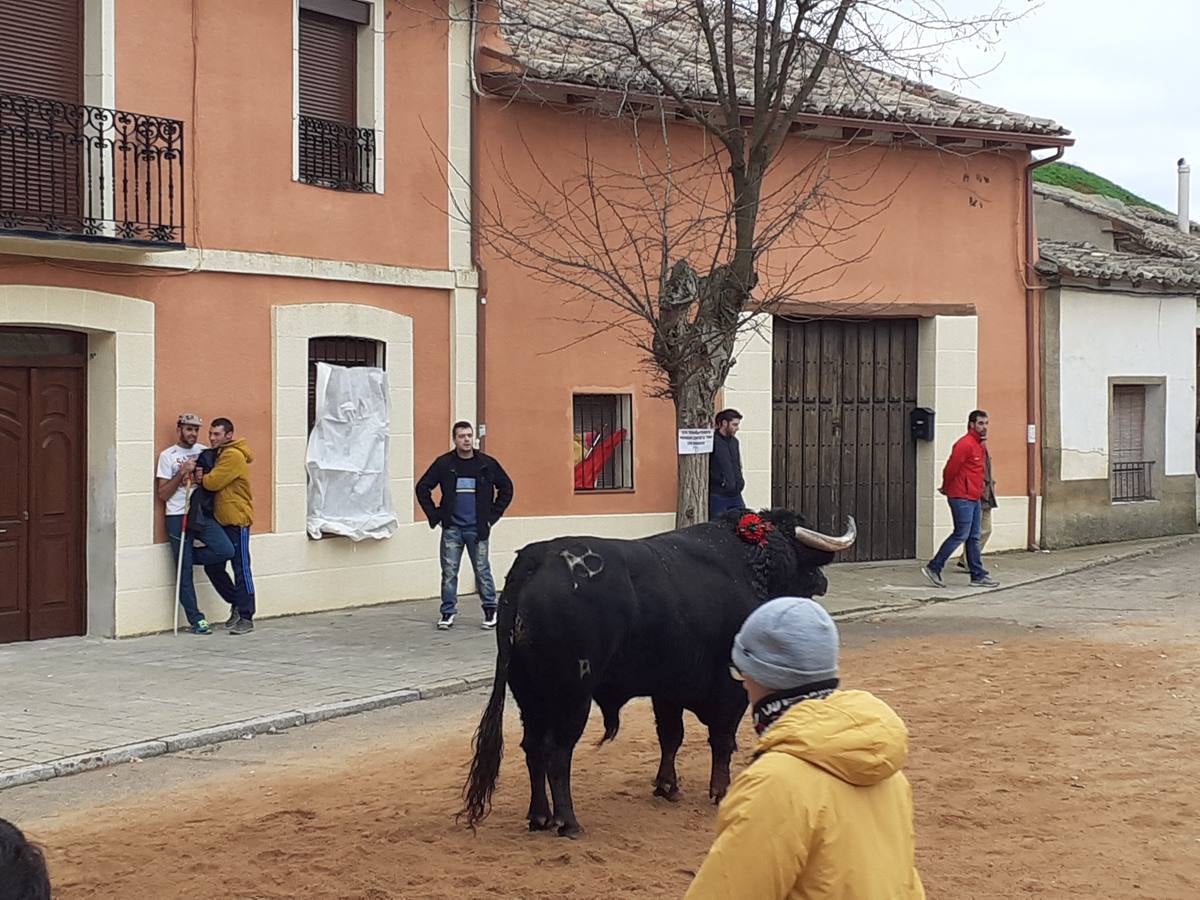 Fotos: Las imágenes del encierro de Villafrechós