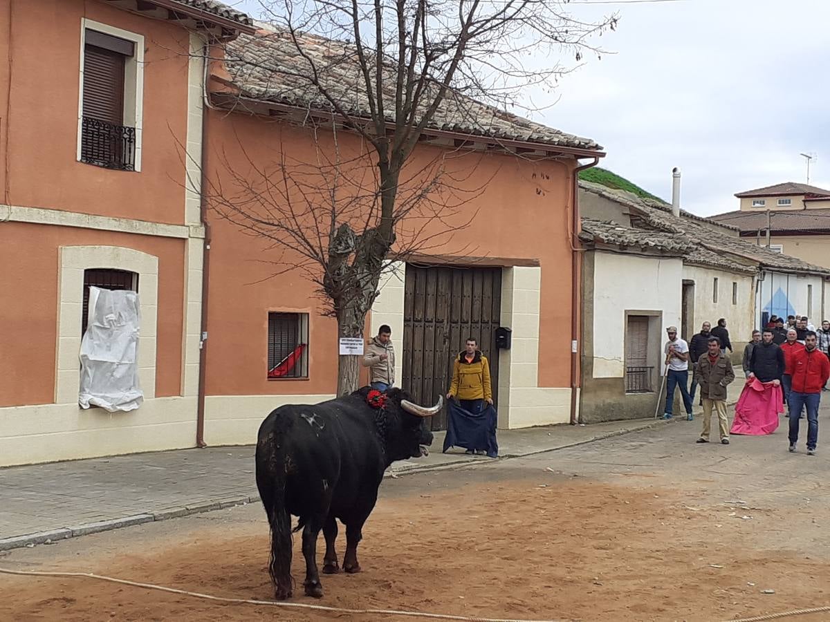 Fotos: Las imágenes del encierro de Villafrechós