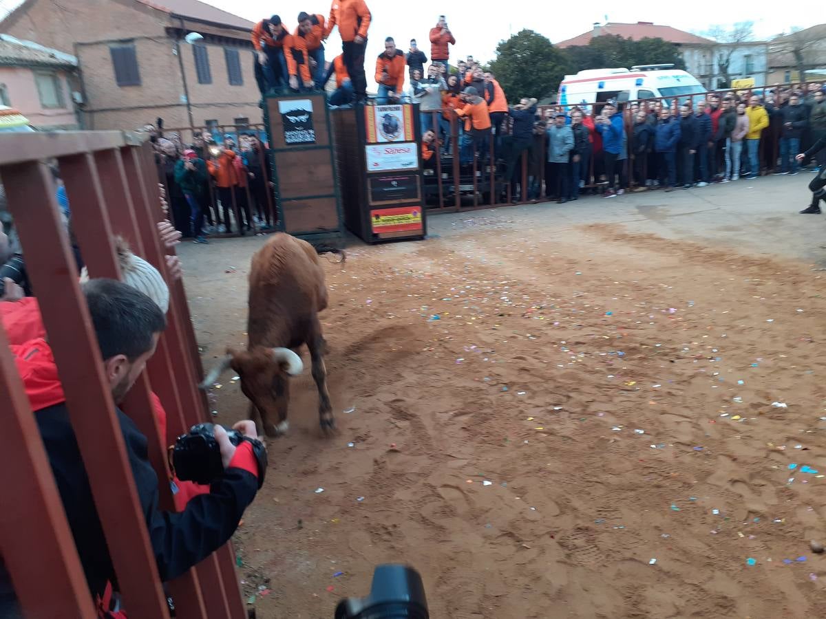 Fotos: Las imágenes del encierro de Villafrechós