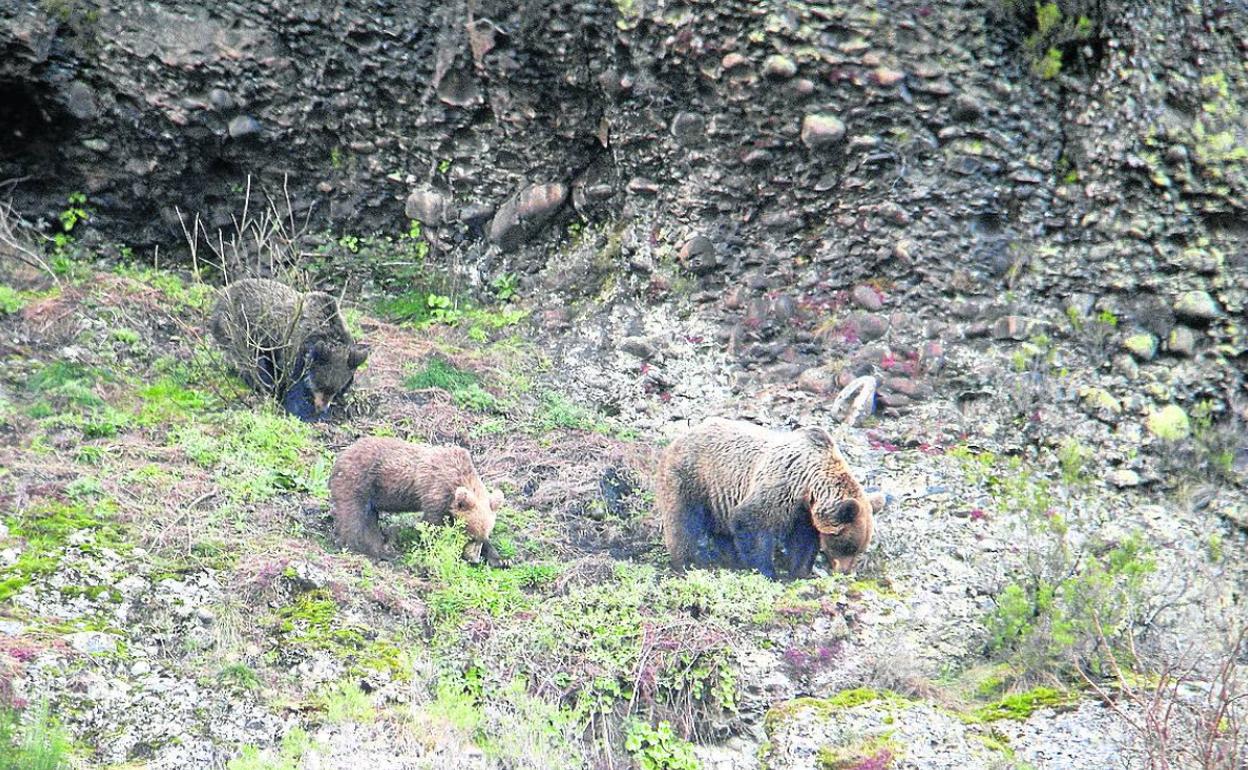 La Junta iniciará este año un proyecto de radiomarcaje del oso pardo | El  Norte de Castilla