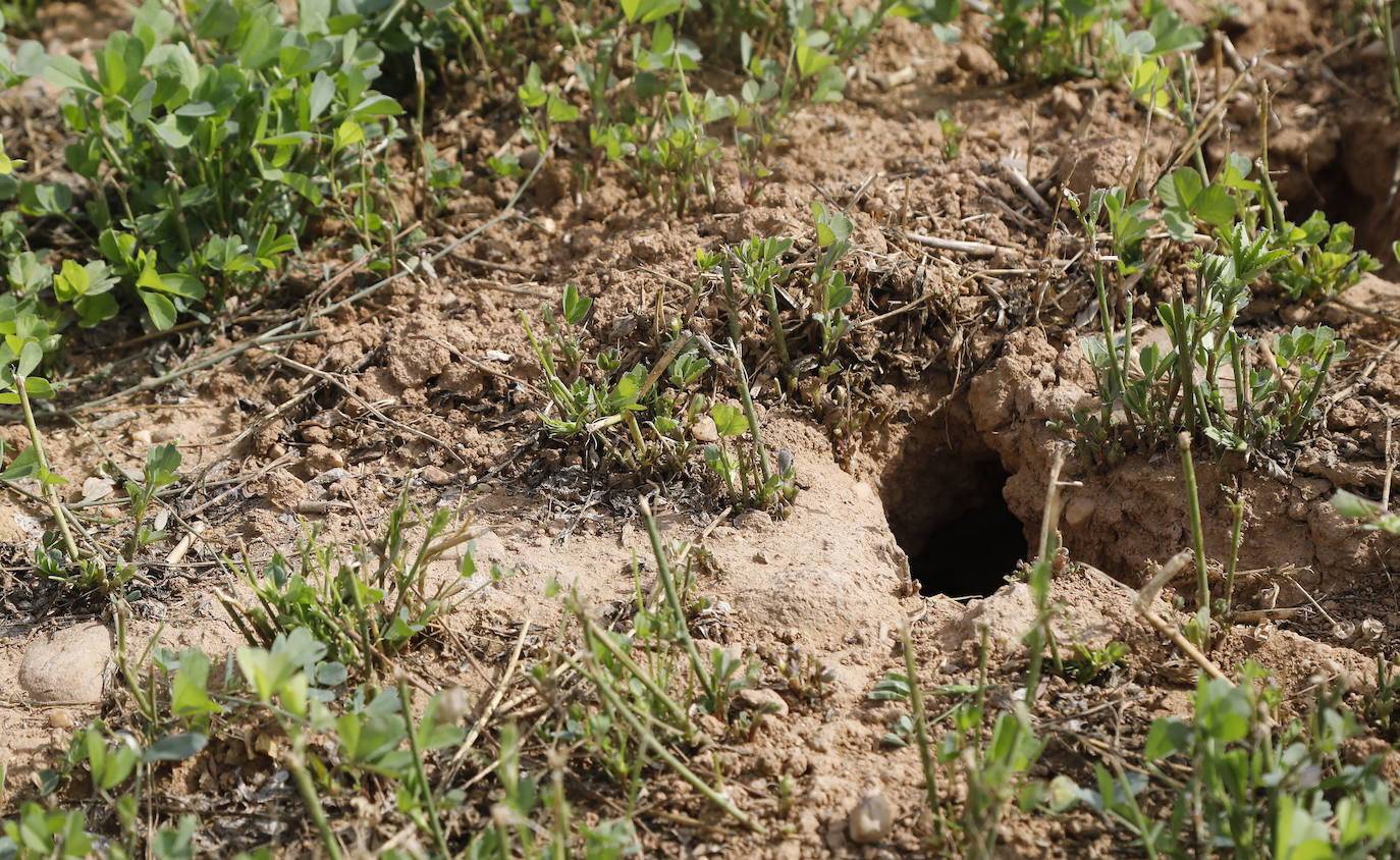 Daños en los cultivos provocados por topillos. 