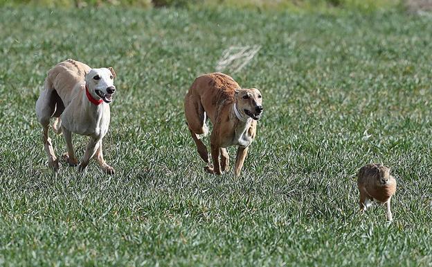 Concurso de galgos, en ediciones anteriores. 