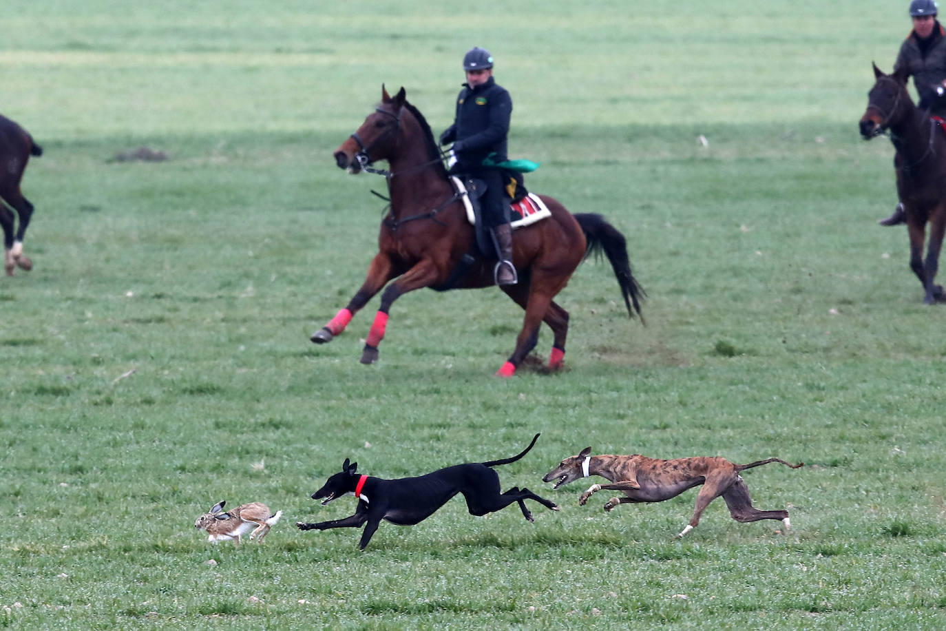 Miles de aficionados han esperado a que levantara la niebla para asistir a la primera jornada del Campeonato Nacional de Galgos. 