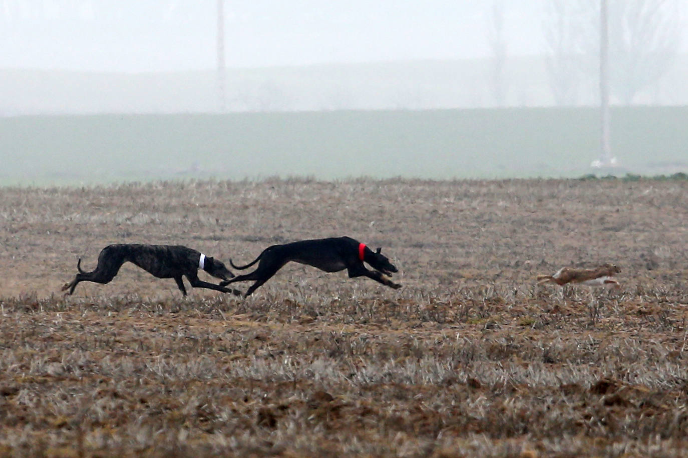 Miles de aficionados han esperado a que levantara la niebla para asistir a la primera jornada del Campeonato Nacional de Galgos. 