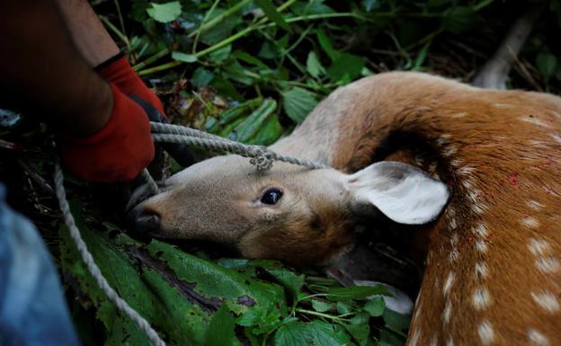 Un venado recién abatido.