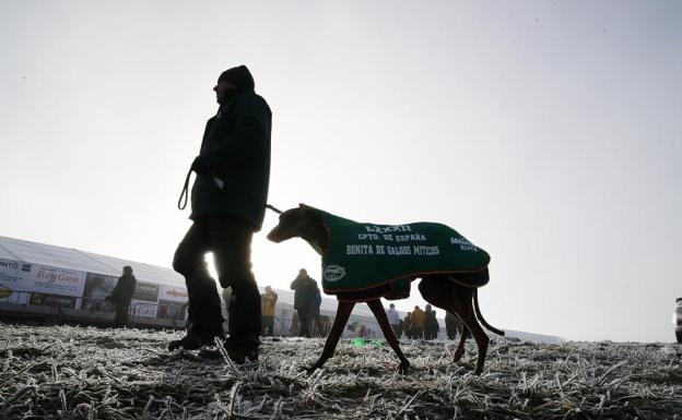 Uno de los participantes en el Campeonato Nacional de Galgos, ayer domingo. 