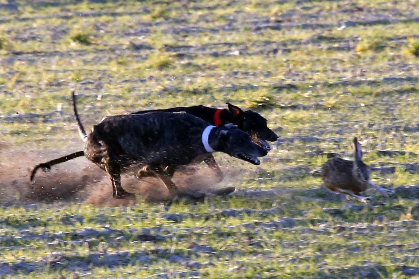 Selva de Cachorro y Tosca de la Cabaña.