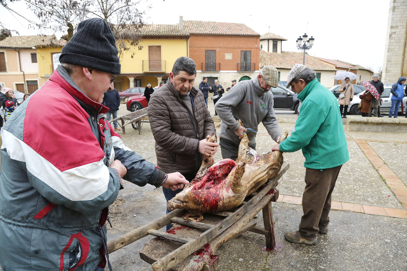 La matanza y reparto de jijas y morcilla en Becerril.