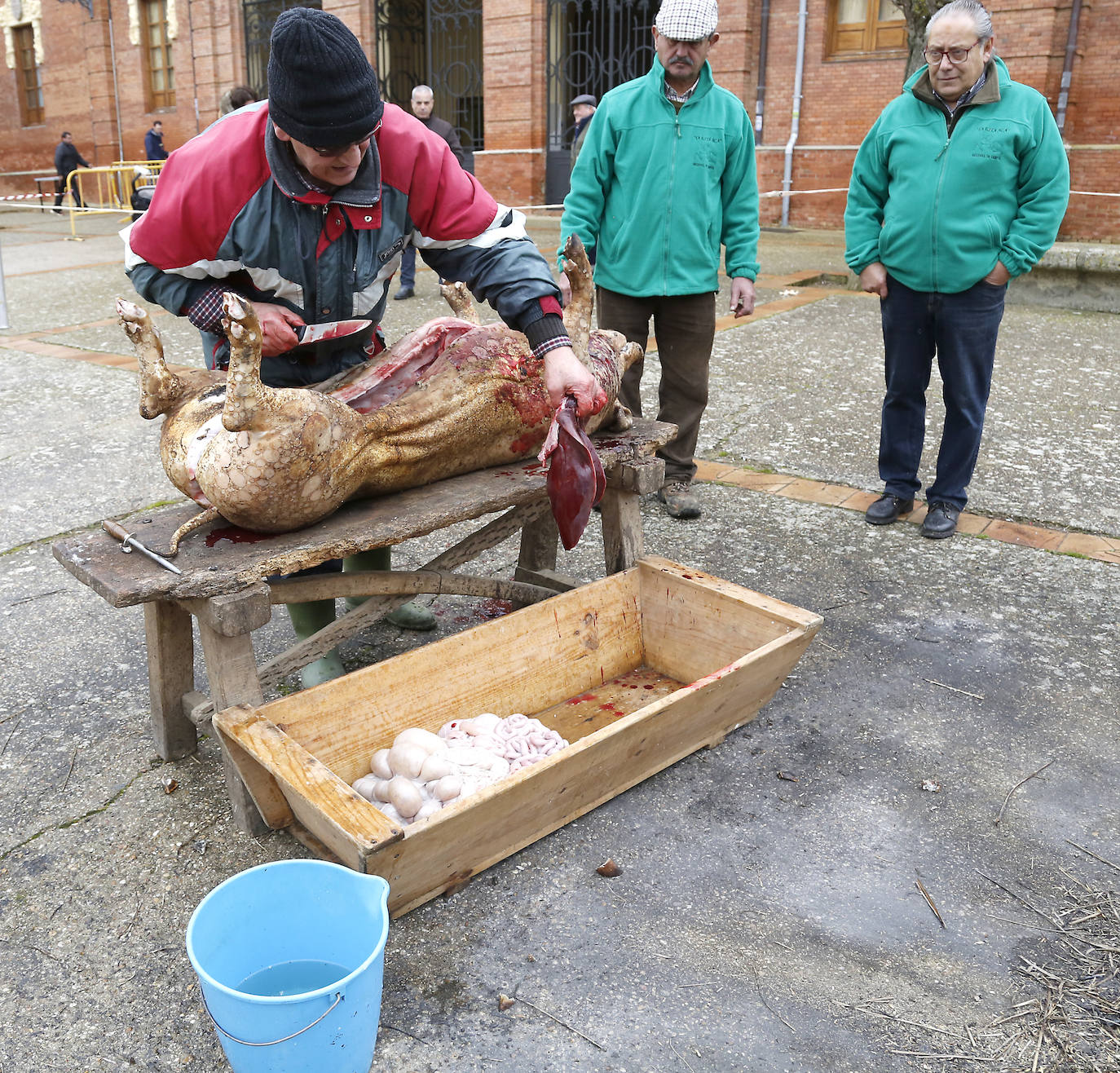 La matanza y reparto de jijas y morcilla en Becerril.