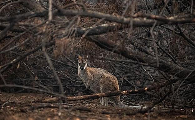 Un canguro en un bosque quemado. 