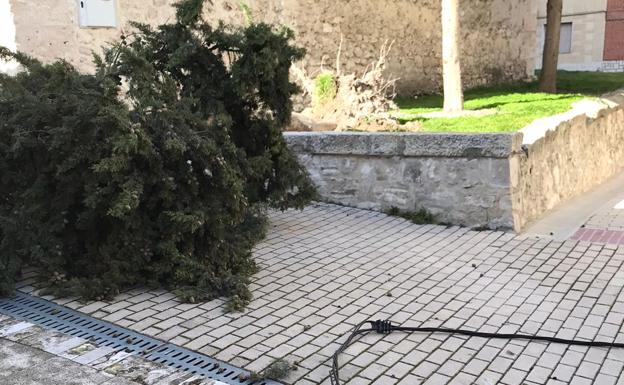 Cable en el suelo, junto al ciprés arrancado por el viento.