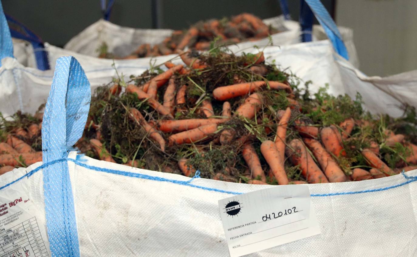 Fotos: El consejero de Agricultura visita la cooperativa Glus en Sanchonuño