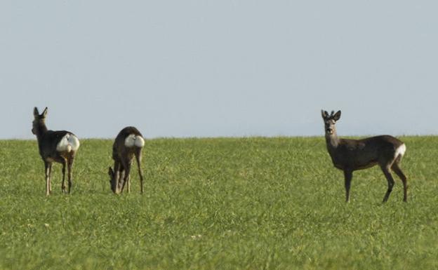 Corzos en un sembrado de ceral cerca de Valladolid. 