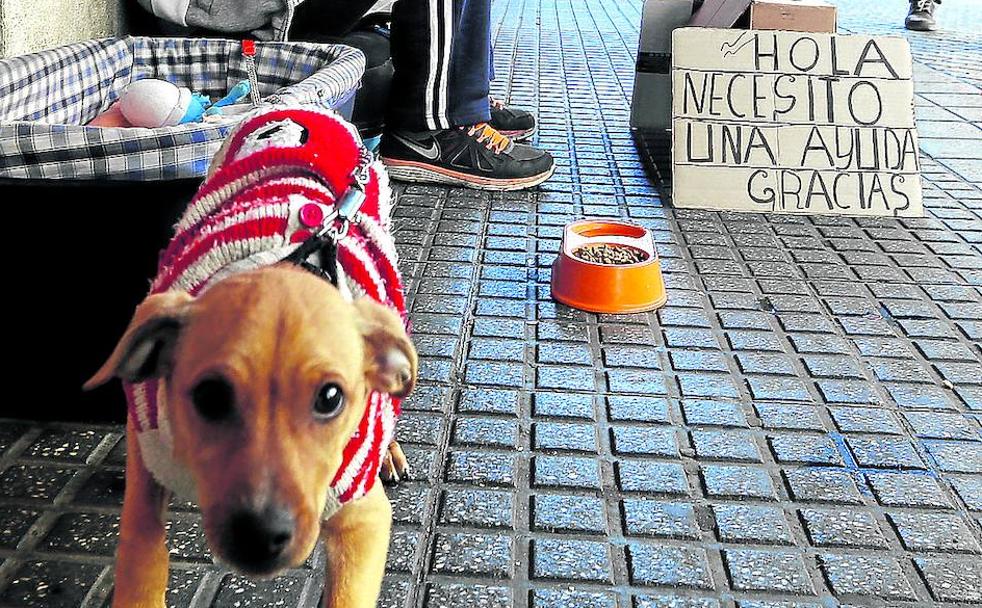 Un perro, junto a su supuesto dueño, que pide limosna en una acera de Córdoba.